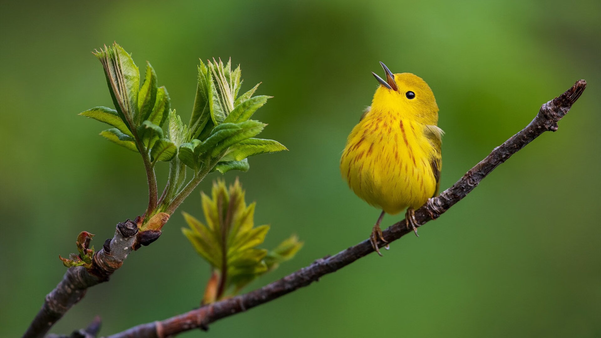 魔术队轻取北京队，东契奇全能表现印证巨星本色
