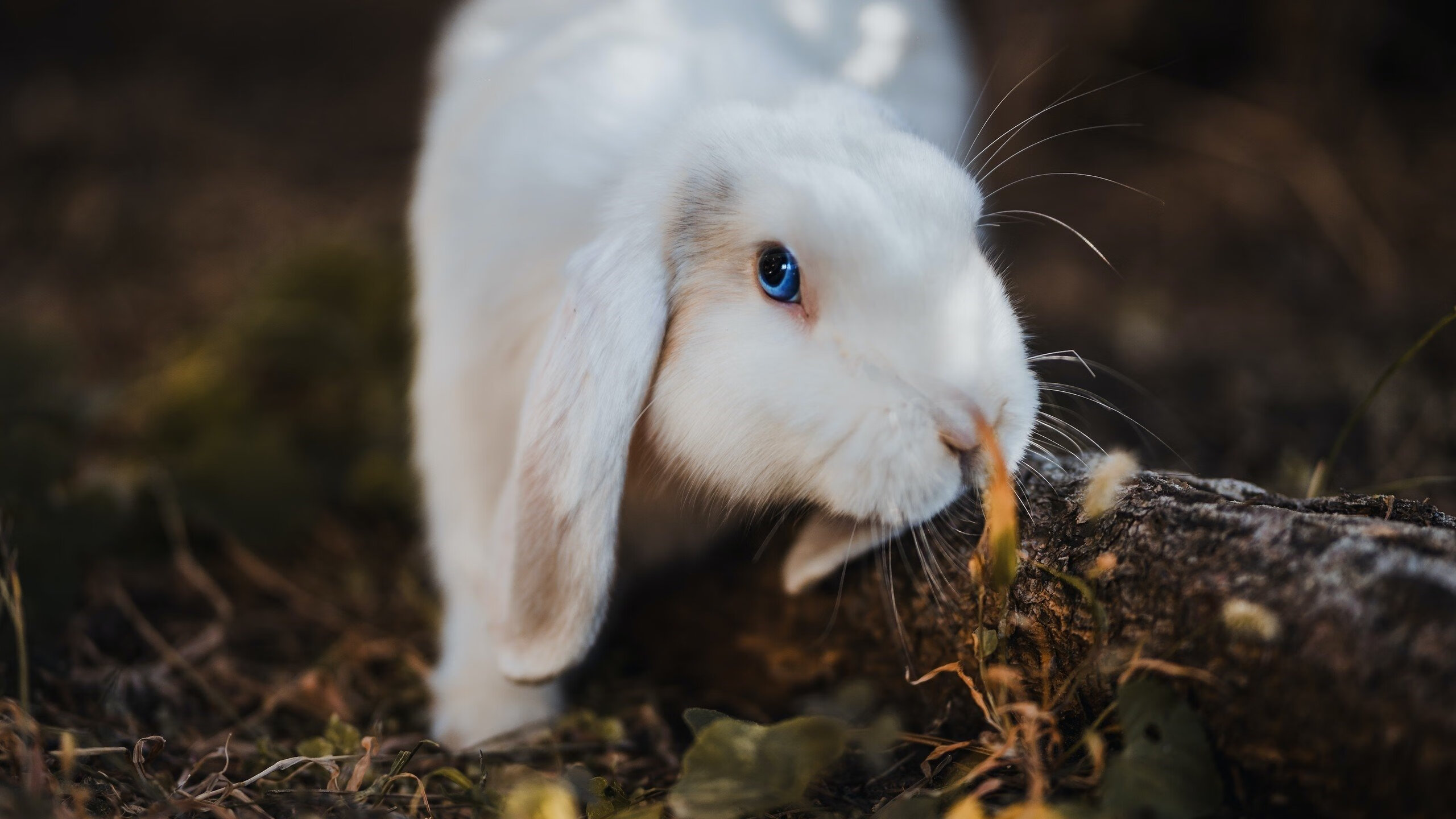 神龙摆尾！利物浦左翼惊现攻防巨兽，特奥·埃尔南德斯一役定江山